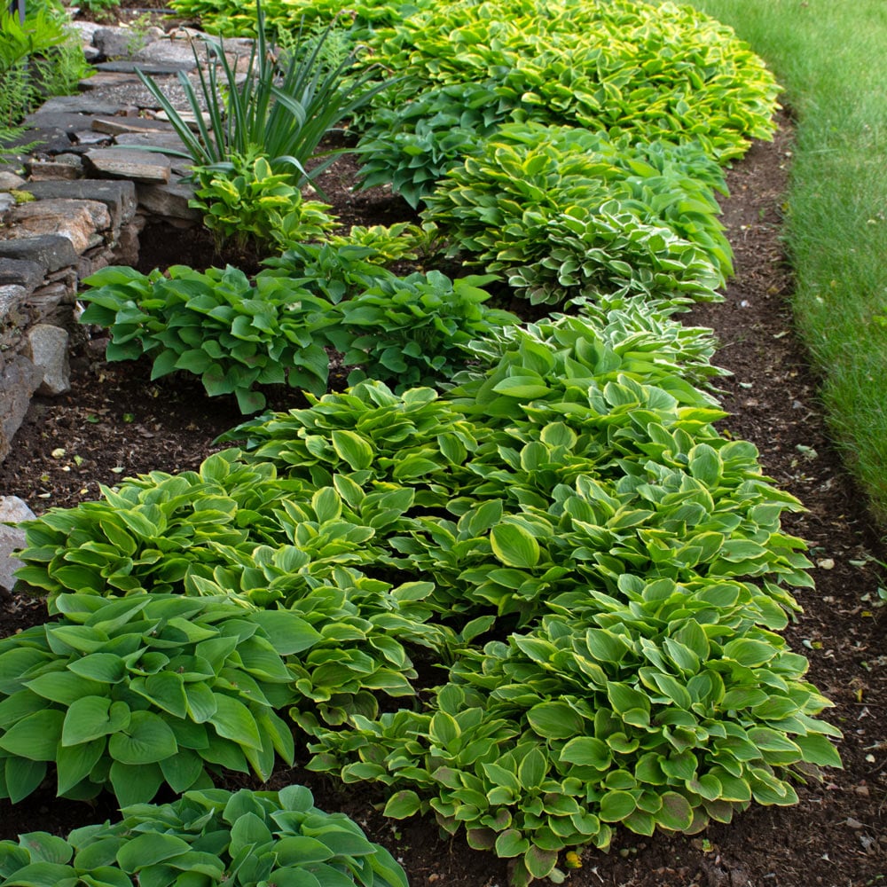 Emerald Atoll, Miniature Hosta Collection