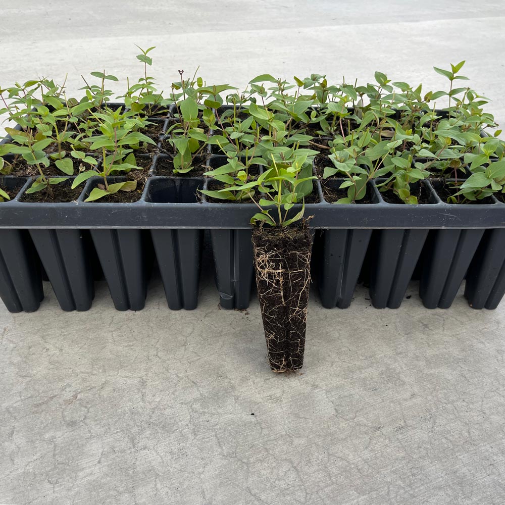 Pycnanthemum muticum, tray of 50 plugs White Flower Farm