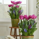  Spring Sonata Bulb Collection