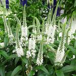  Veronica longifolia Vernique® 'White'