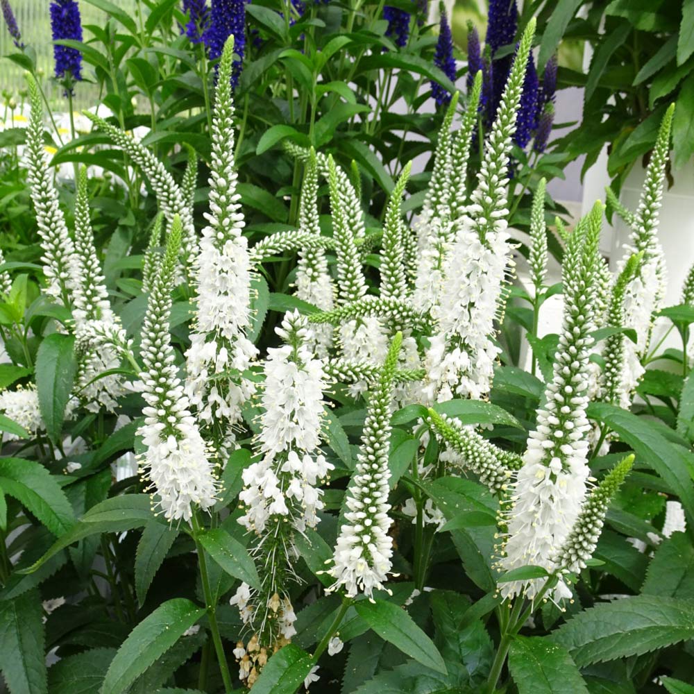 Veronica longifolia Vernique® 'White'