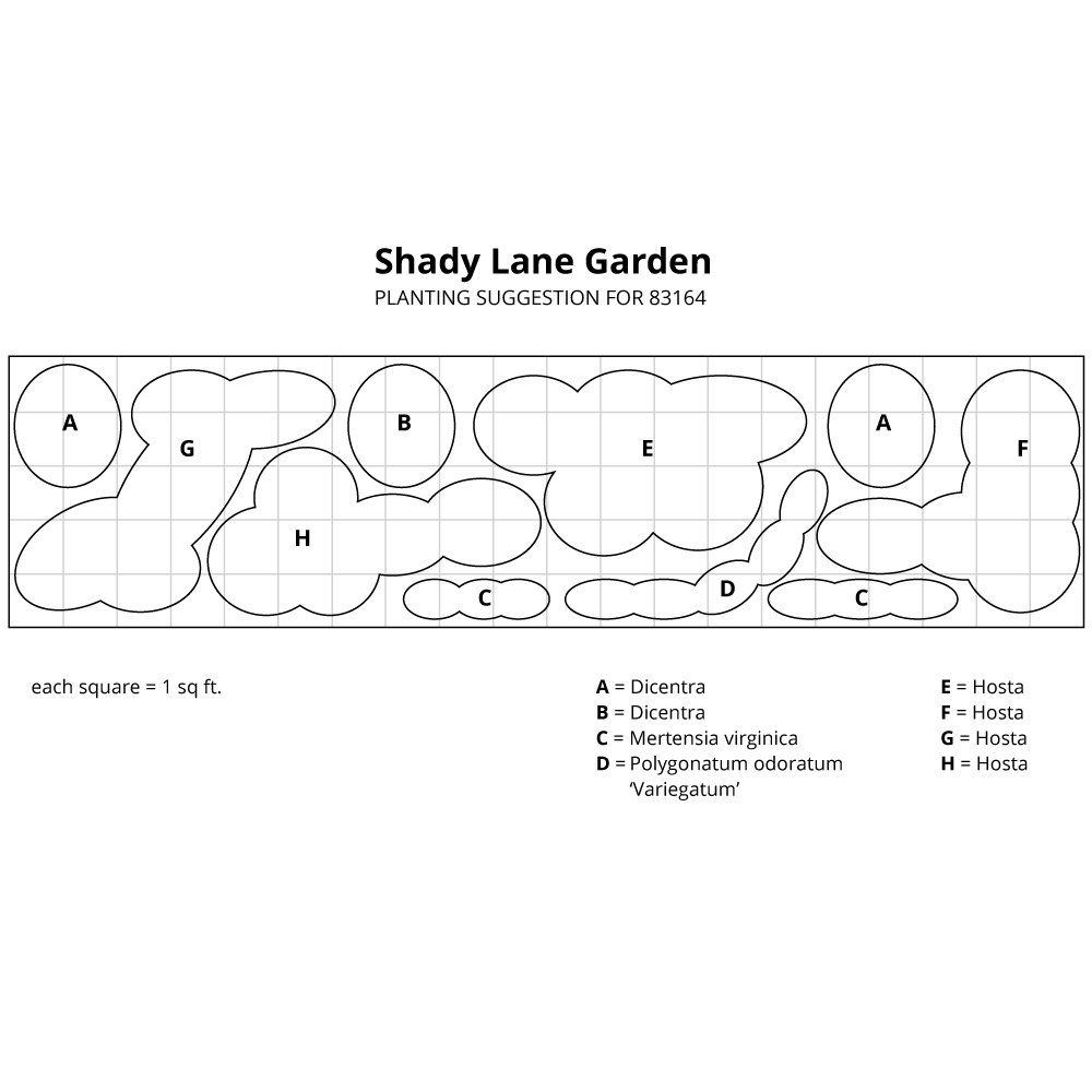 Shady Lane Garden with Emerald Isle White Flower Farm