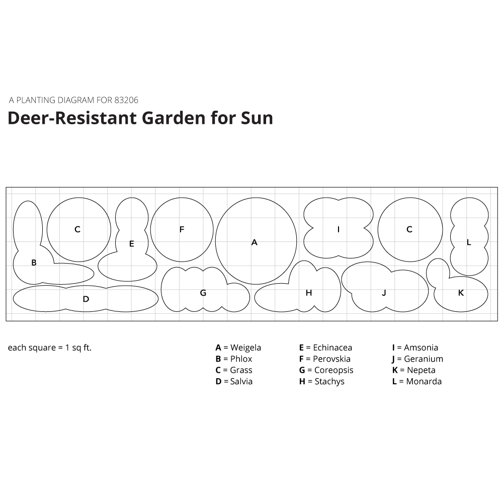 DeerResistant Garden for Sun White Flower Farm