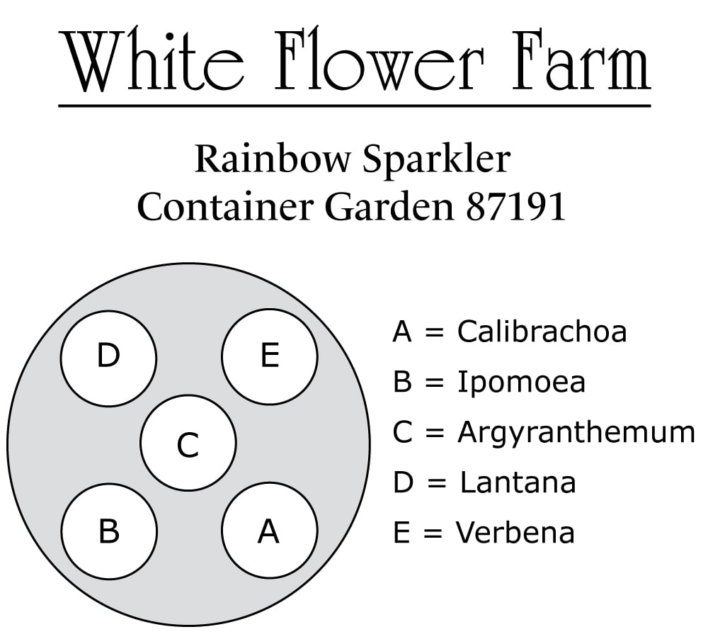 Rainbow Sparkler Container Garden White Flower Farm