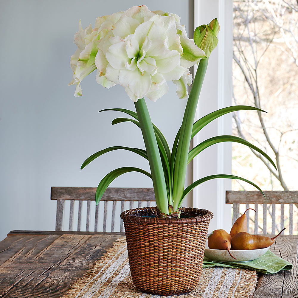 Amaryllis 'Polar Belle,' one bulb in Nantucket basket