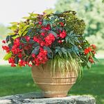  Nature's Wonders Container Garden