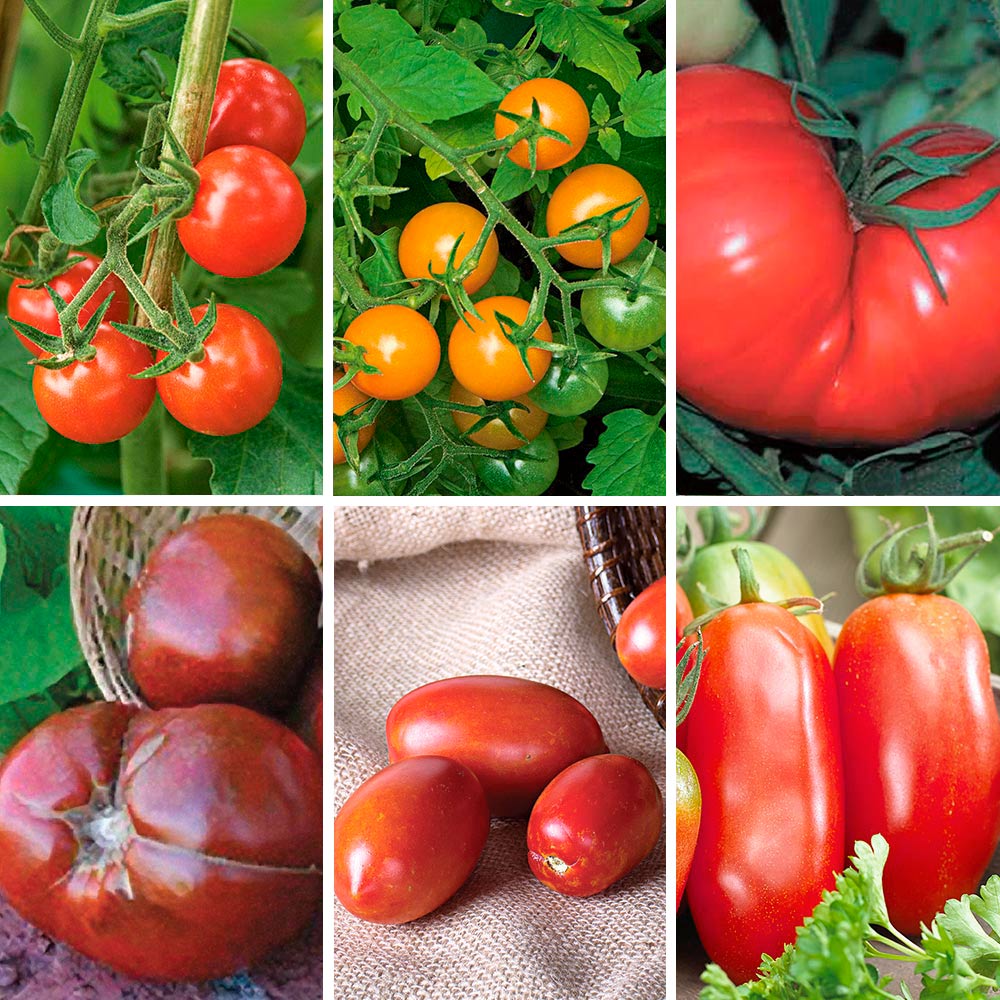 Extend Your Harvest Tomato Collection