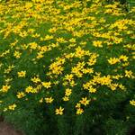 Coreopsis