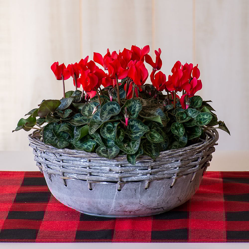 Red Cyclamen, 4 pots in metal bowl