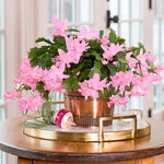  Pink Holiday Cactus in copper-toned cachepot
