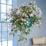  Jasmine in a hanging pot