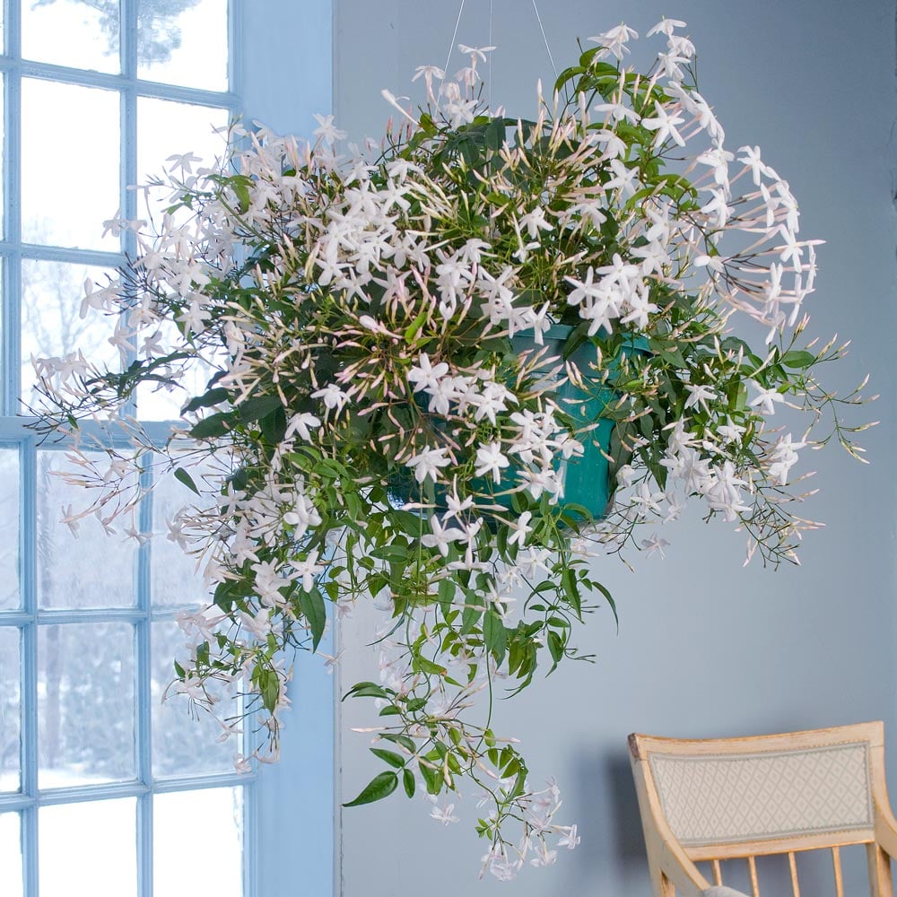 Jasmine in a hanging pot