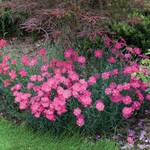  Dianthus gratianopolitanus