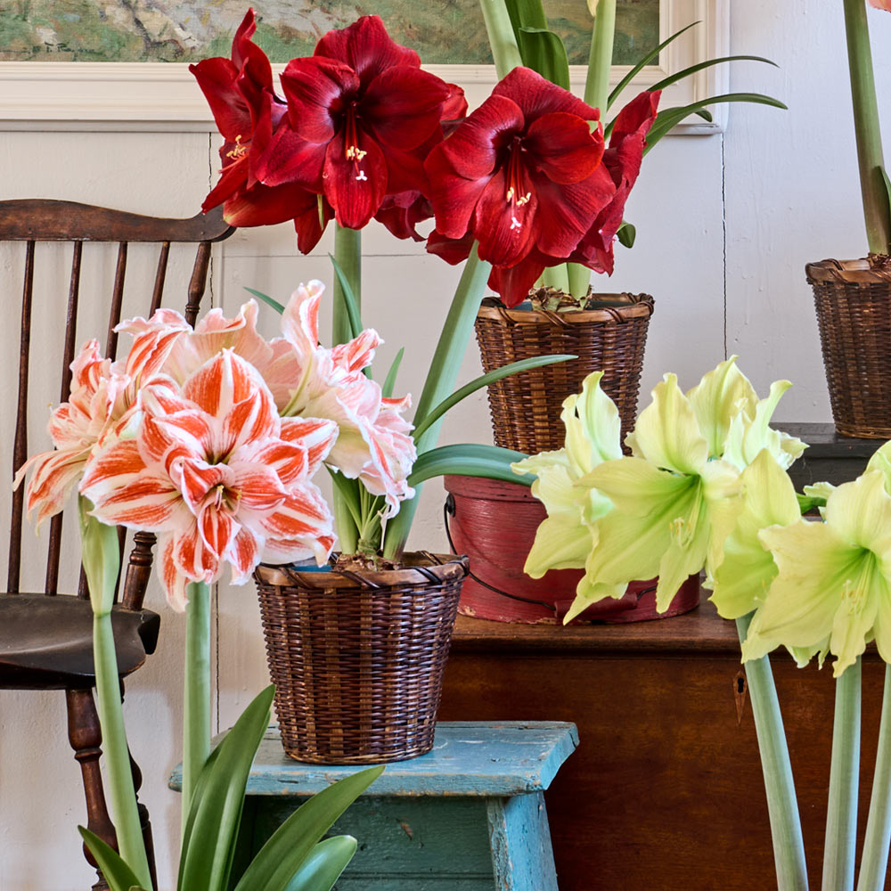 Amaryllis Trio