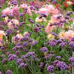 Annuals for Flower Beds