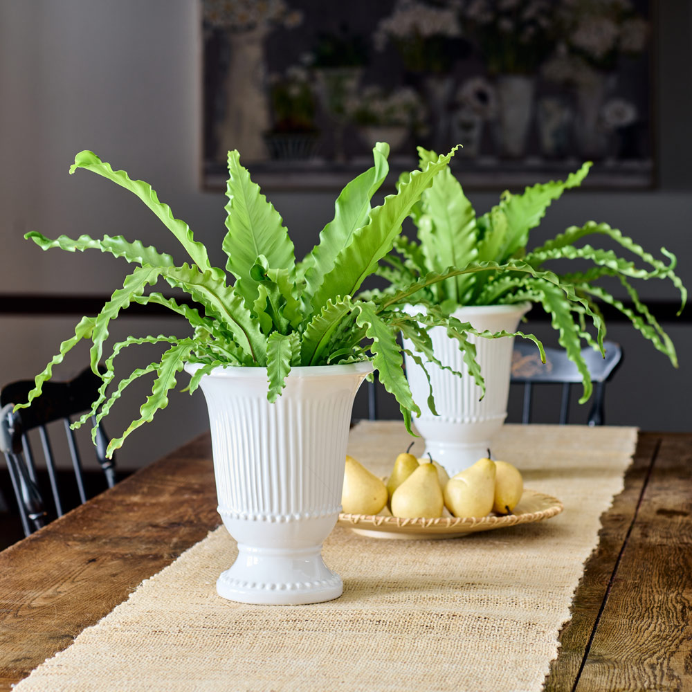 Victoria Bird's Nest Fern