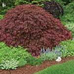 Japanese Maple