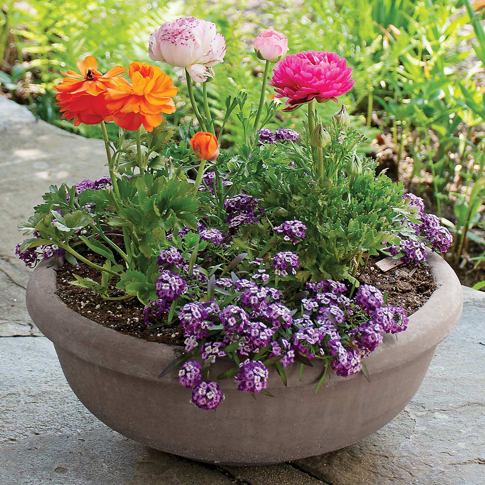 Parasols & Perfume Spring Container Garden