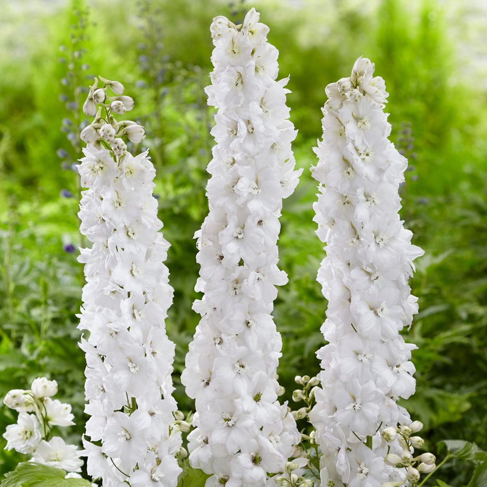 Delphinium elatum 'Moonbeam' Blackmore & Langdon