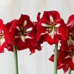  Amaryllis 'Barbados'