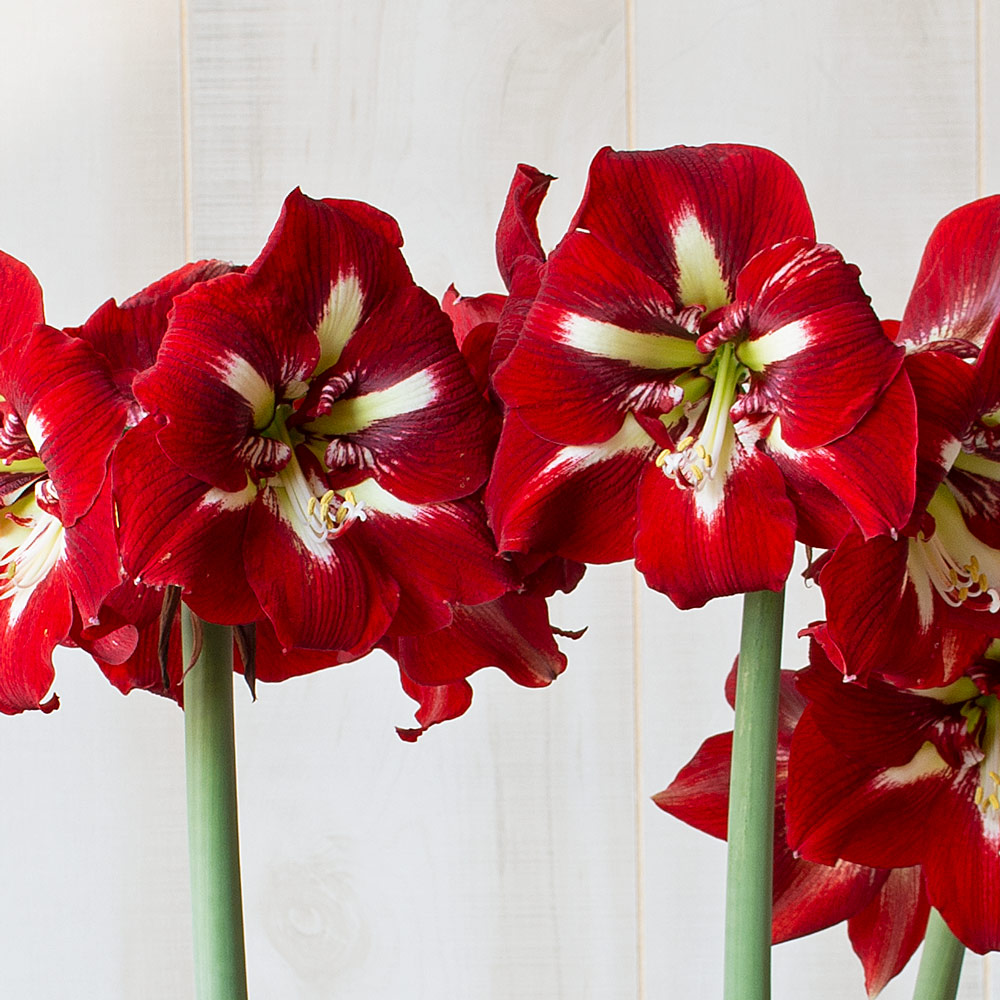 Amaryllis 'Barbados'
