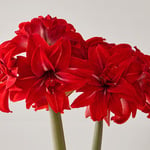  Amaryllis 'Double Delicious'