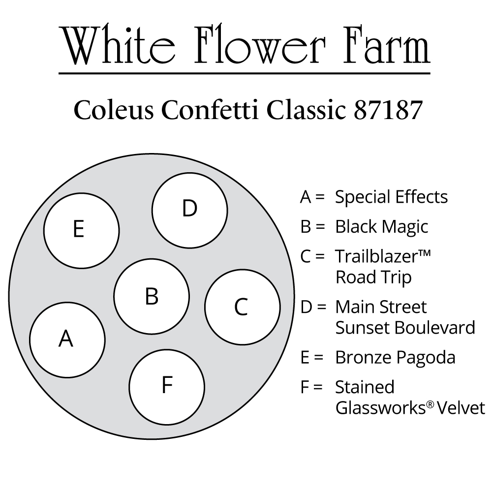 Coleus Confetti Classic Container Garden White Flower Farm