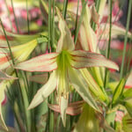  Amaryllis 'Emerald'