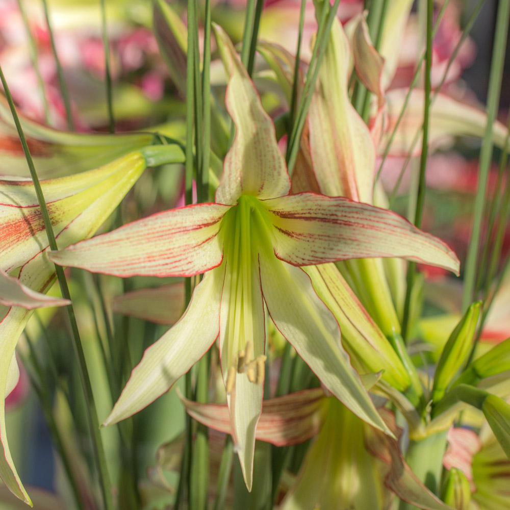 Amaryllis 'Emerald'