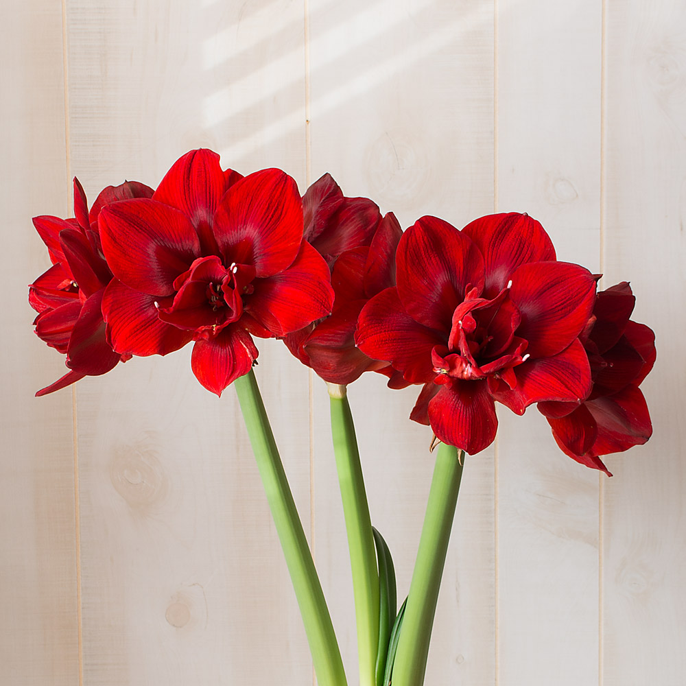 Amaryllis 'Velvet Nymph'