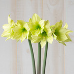  Amaryllis 'Yellow Star'