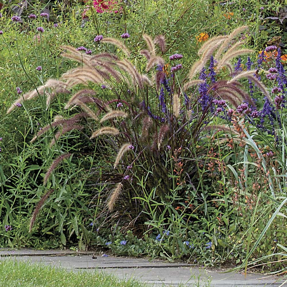 Pennisetum setaceum 'Rubrum'