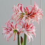  Amaryllis 'Doublet'