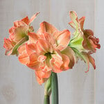  Amaryllis 'Exotic Nymph'