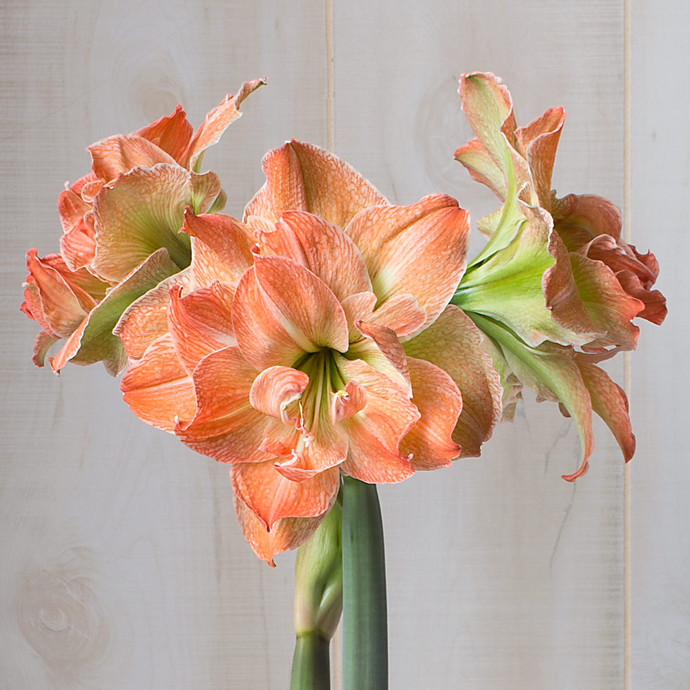 Amaryllis 'Exotic Nymph'