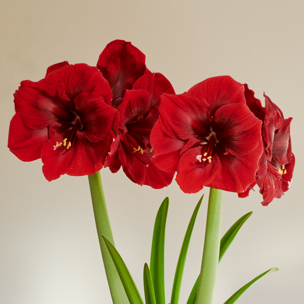 Amaryllis 'Premiere'