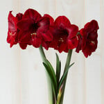  Amaryllis 'Red Reality'