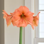  Amaryllis 'Rilona'