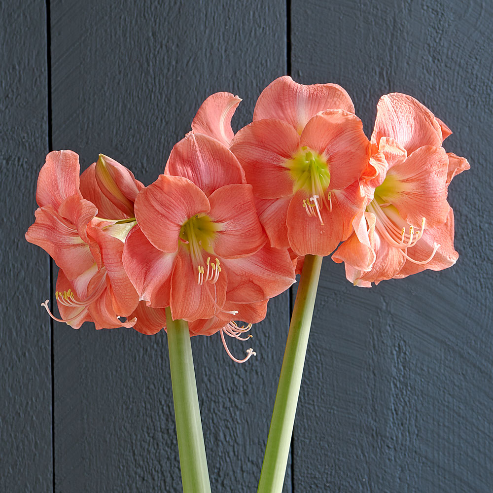 Amaryllis 'Rosalie'