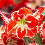  Amaryllis 'Samba'