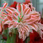  Amaryllis Dancing Queen®