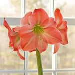  Amaryllis 'King Star'