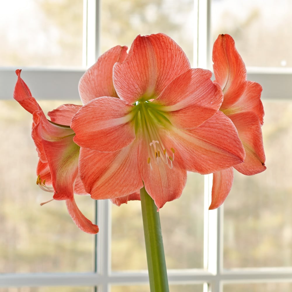 Amaryllis 'King Star'