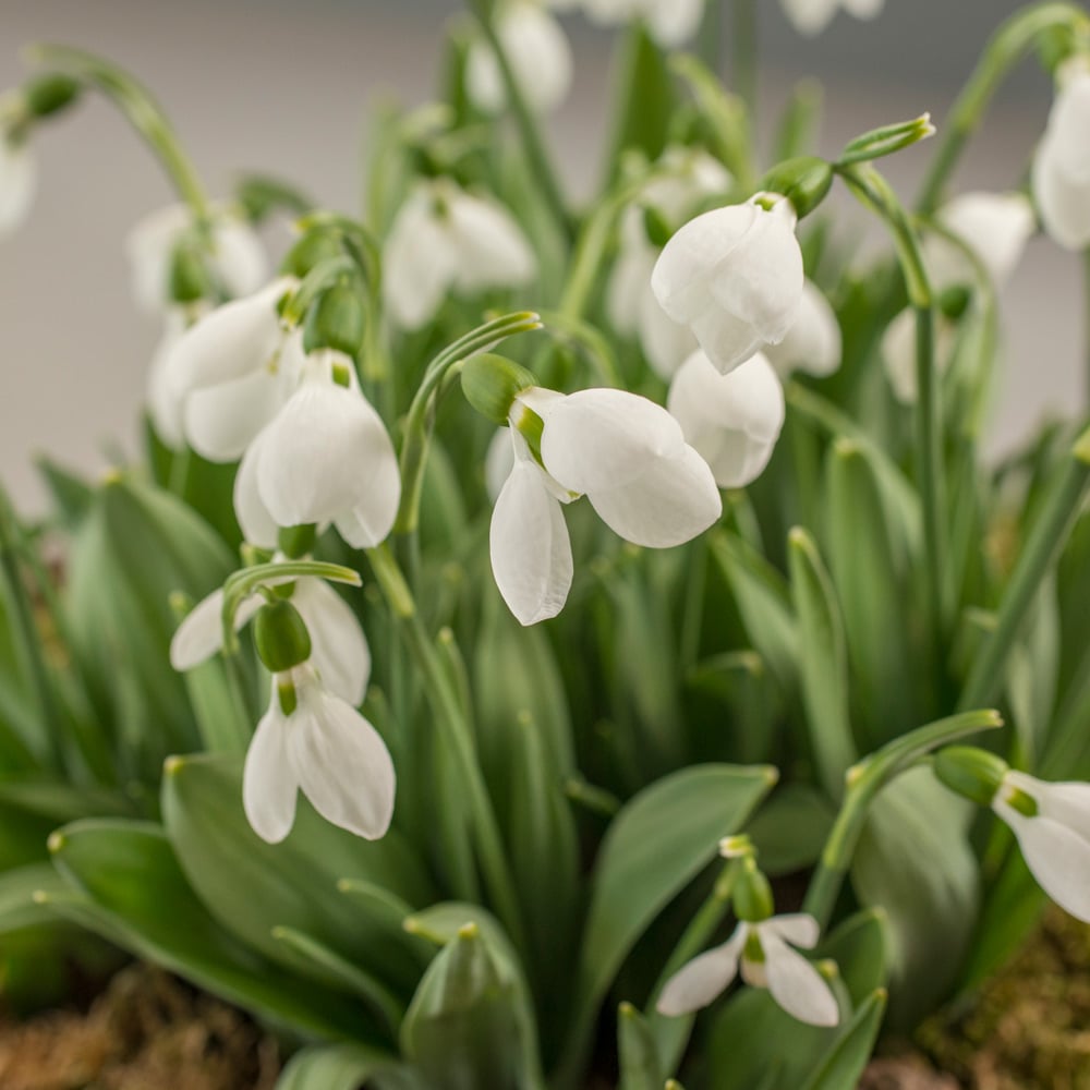 Galanthus elwesii 'Polar Bear'