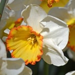  Narcissus 'Hawaiian Skies'