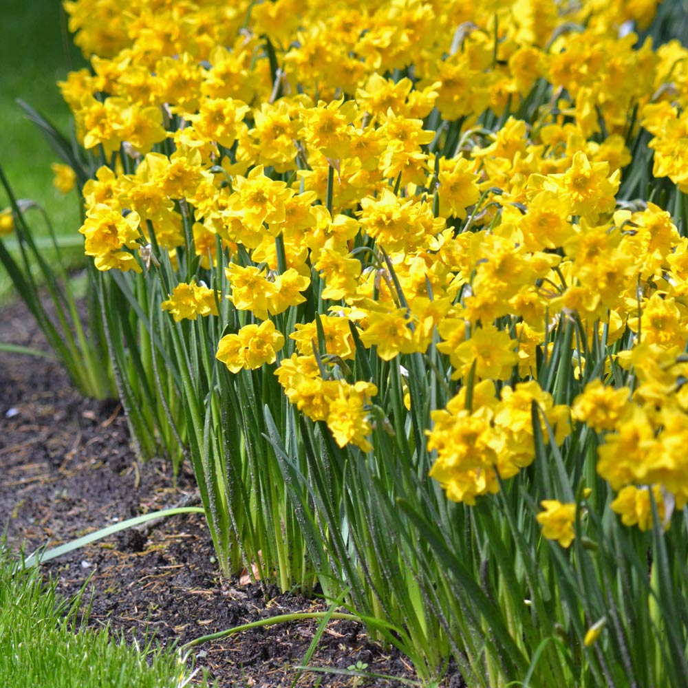 Narcissus 'Yellow Parrot'