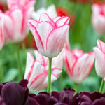 New Tulip Varieties