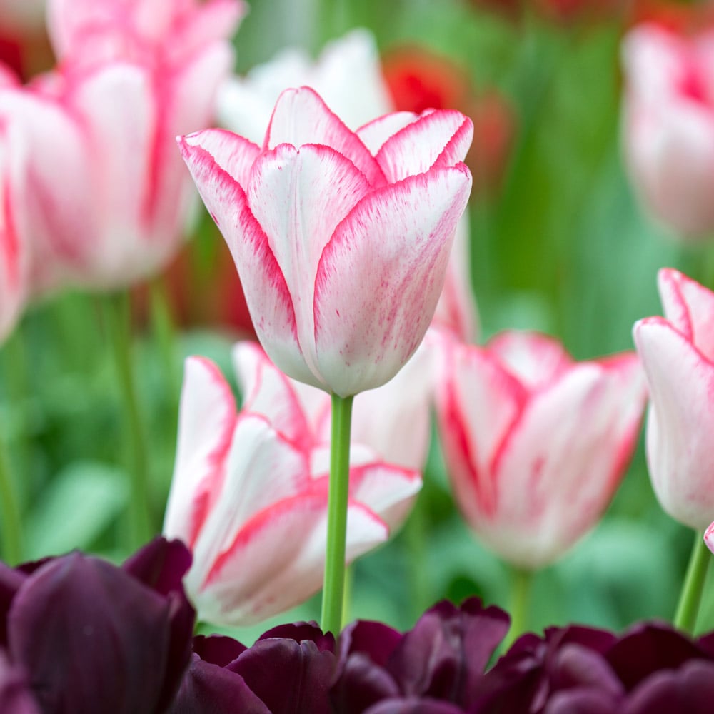 Tulip 'Beauty Trend'