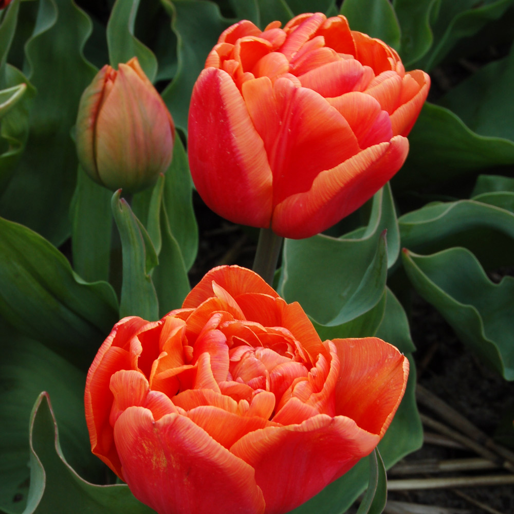 ooo112 　marihoja Abaca Lace Tulip Tulipa 'Caracas' | White Flower Farm