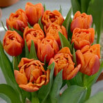  Tulip 'Caracas'